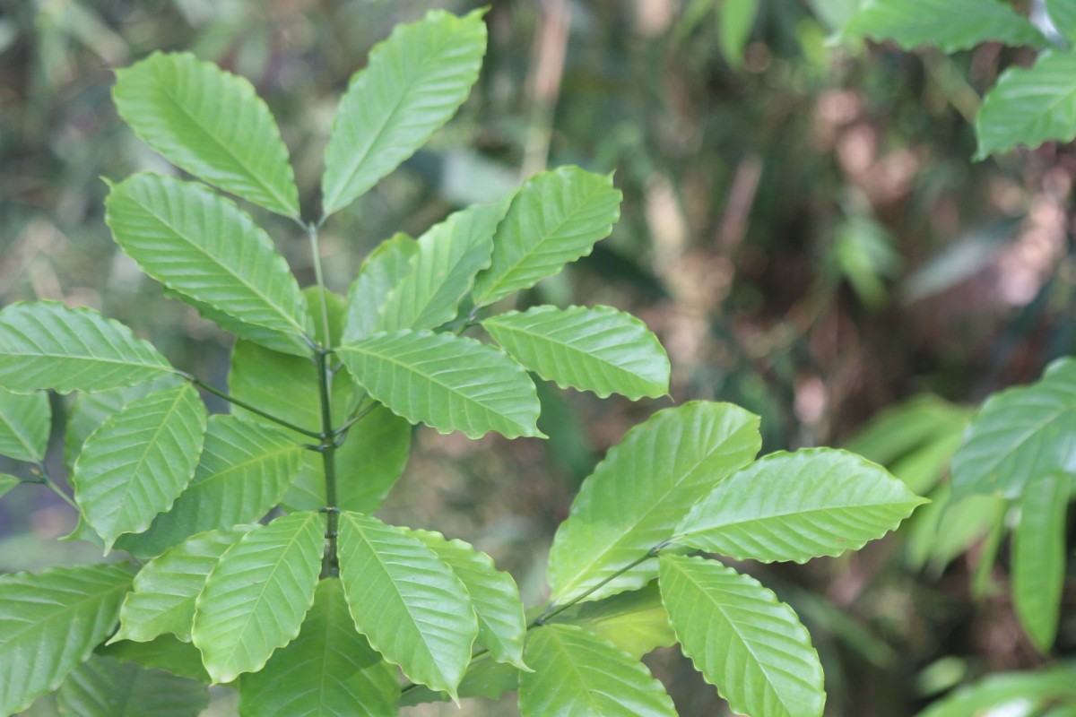 Coffea arabica L.